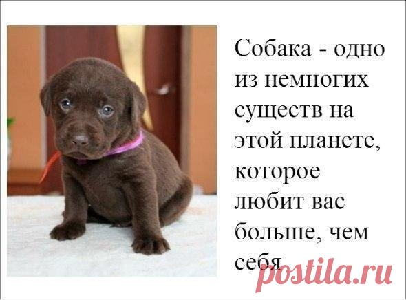 Kогда изведаешь продажность от друзей… Невольно мыслями приходишь к заключению… Что по сравнению с верностью людей… Собачья преданность… Достойна восхищения.