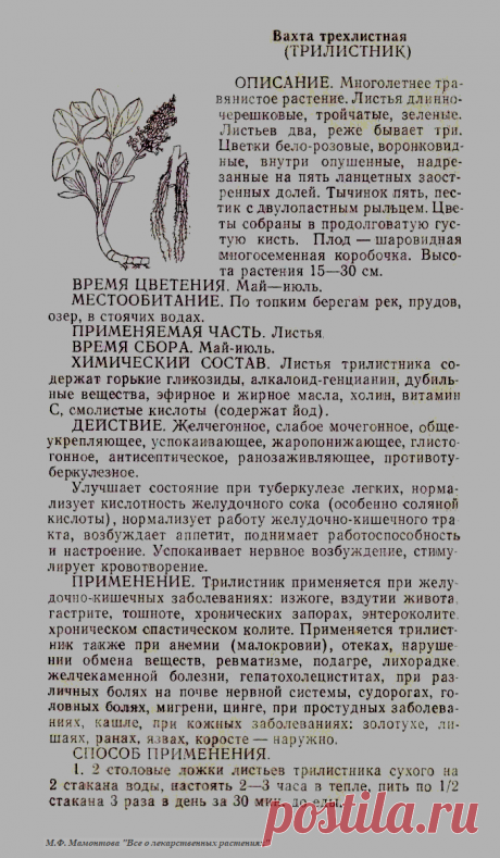 Вахта трехлистная (трилистник)