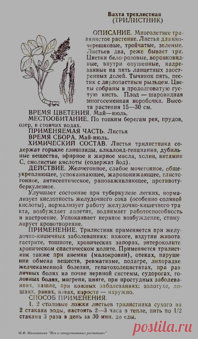 Вахта трехлистная (трилистник)
