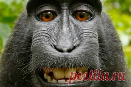 Animal life – Google+