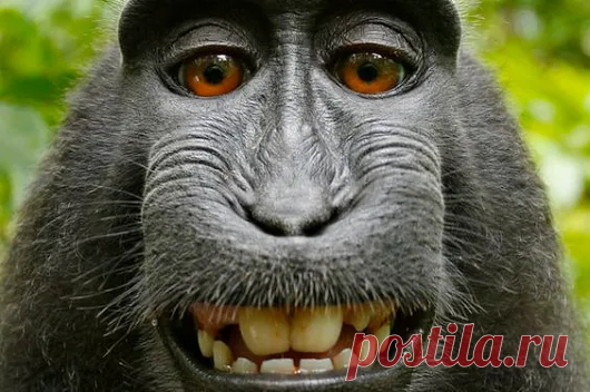 Animal life – Google+