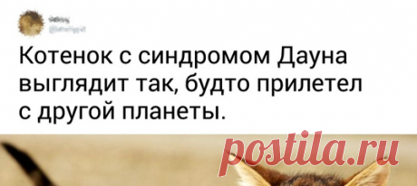 20+ животных, чьи генетические мутации — это вишенка на торте их особенного обаяния