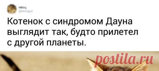 20+ животных, чьи генетические мутации — это вишенка на торте их особенного обаяния
