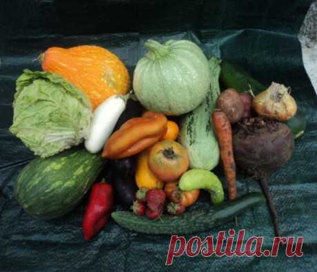Прочитала статью об опасном сочетании продуктов и поняла, что неправильно живу. | Дневник приемной мамы | Яндекс Дзен