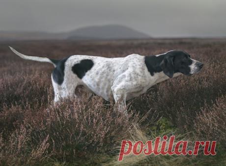 Шедевры фотографии Тима Флака Тим Флак — 54-летний фотограф из Великобритании, снискавший славу благодаря концептуальному подходу в фотографии. Созданные художником портреты животных значительно отходят от традиционной манеры съемки живой природы. Коллекция невероятных фотографий раскрывает удивительный внутренний мир...