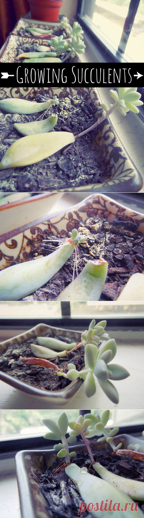 Life With SarahB: How to Grow Succulents