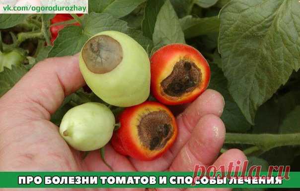 Борьба с болезнями томатов, как правило, начинается на 