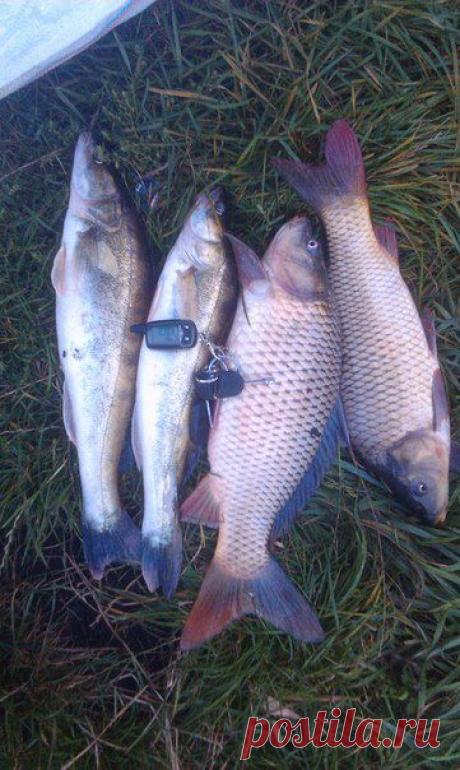 Джиг. Жор у кар / Богатая добыча