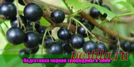 Подготовка черной смородины к зиме | Полезные советы