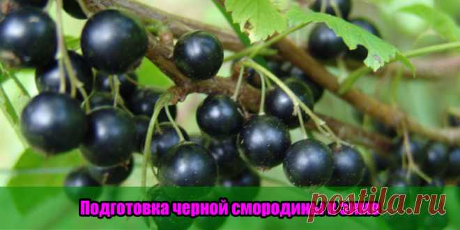 Подготовка черной смородины к зиме | Полезные советы