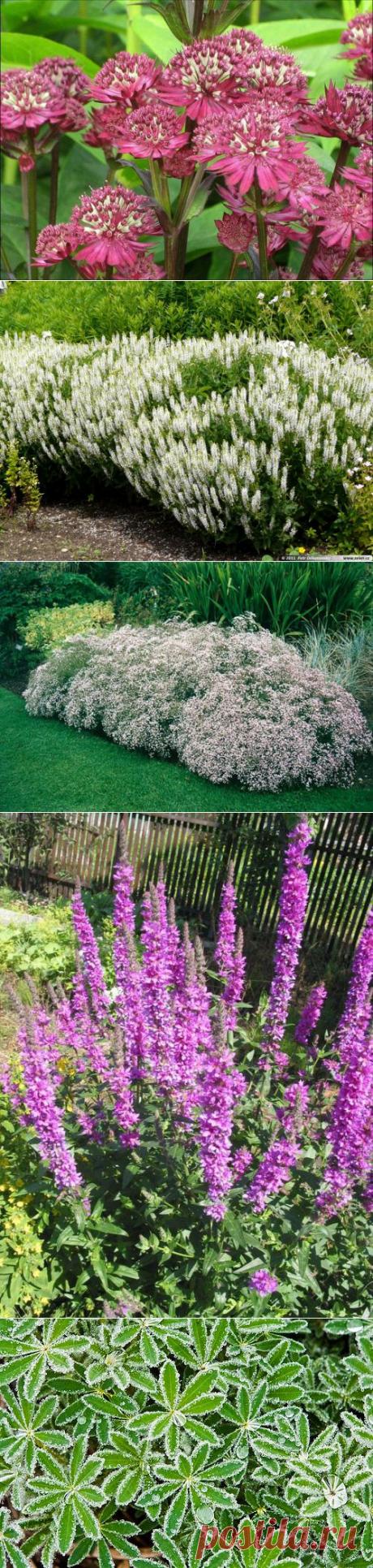 10 МНОГОЛЕТНИКОВ,ЦВЕТУЩИХ ВСЁ ЛЕТО!... | Самоцветик