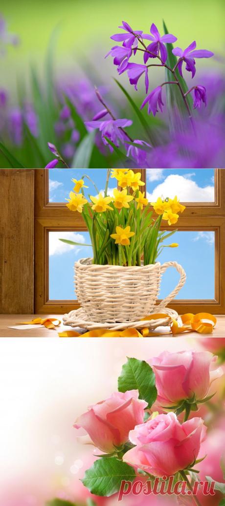 Обои для рабочего стола. Цветы..
