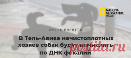 Не убрал за своей собакой? Городские власти возьмут одинокую какашку, проанализируют ее ДНК и вычислят тебя в два счета! И будь добр, выложи почти тысячу шекелей за свое нехорошее поведение. Для борьбы с проблемой создадут генетическую базу данных всех собак в городе.