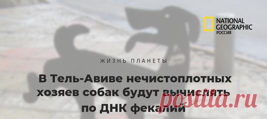 Не убрал за своей собакой? Городские власти возьмут одинокую какашку, проанализируют ее ДНК и вычислят тебя в два счета! И будь добр, выложи почти тысячу шекелей за свое нехорошее поведение. Для борьбы с проблемой создадут генетическую базу данных всех собак в городе.