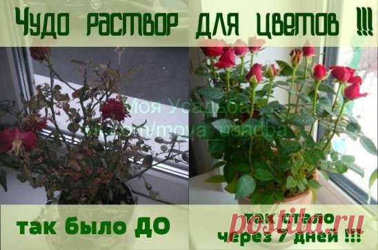 Погибал комнатный цветок на глазах и шансов на спасение все было меньше и меньше. И тогда я вспомнила совет, который давно получила от увлеченного цветовода.
Все больные и плохо развивающиеся растения поливать следующим раствором:   1`яичный белок залить  в 1 стаканом теплой воды настоять неделю. Затем развести в 2 л. воды.  
Если цветов много разведите 5-6 яичных белков залейте 1 л теплой воды и настаивайте неделю. Затем развести в 10 л воды.
Полила этим чудо-раствором не...