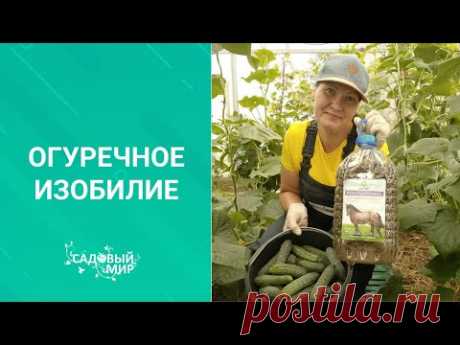 Навоз - лучшее удобрение для изобилия огурцов весь сезон. Проверено бабушками и нами !