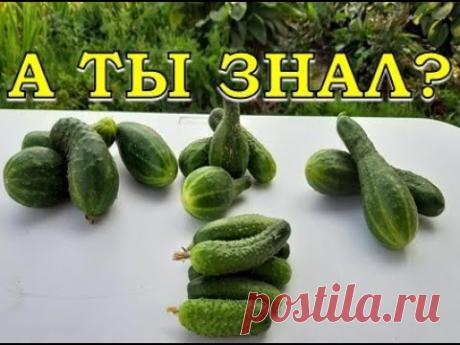 Почему ОГУРЦЫ кривые и что сделать, чтобы они "выпрямились"?