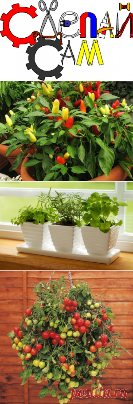 12 овощей, которые легко вырастить дома