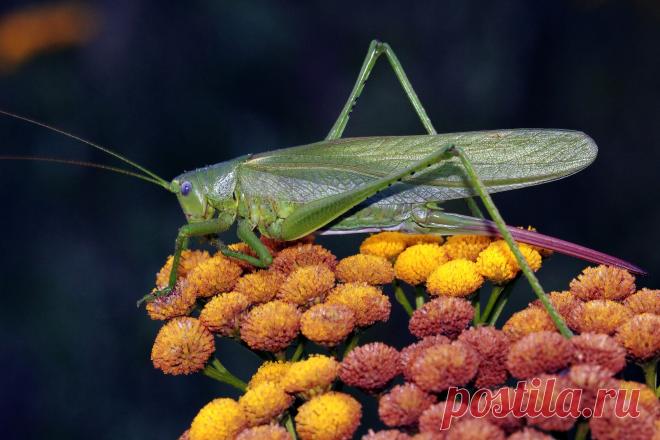 Углокрылый кузнечик.