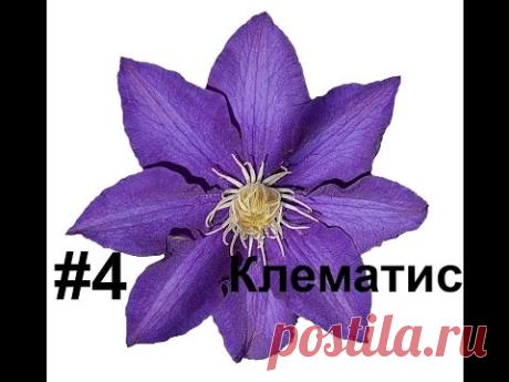 Клематис из фоамирана Флористика Ошибки ручной работы МыловароФФ