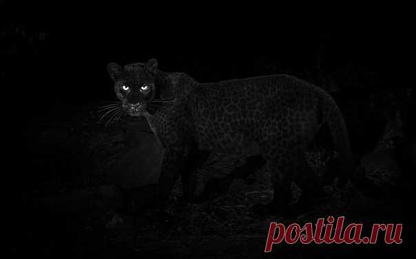 Фотограф из Британии заснял чёрную пантеру в Африке, которую там последний раз снимали на камеру в 1909 году ровно 100 лет назад