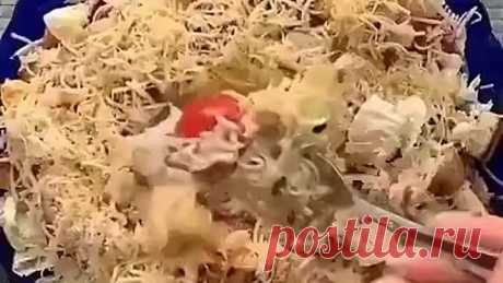 МОЙ ЦЕЗАРЬ