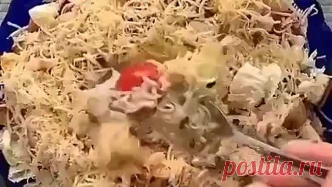 МОЙ ЦЕЗАРЬ