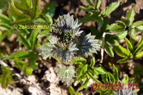 Рецепты вкусных и полезных блюд из сорняков | Дачный участок