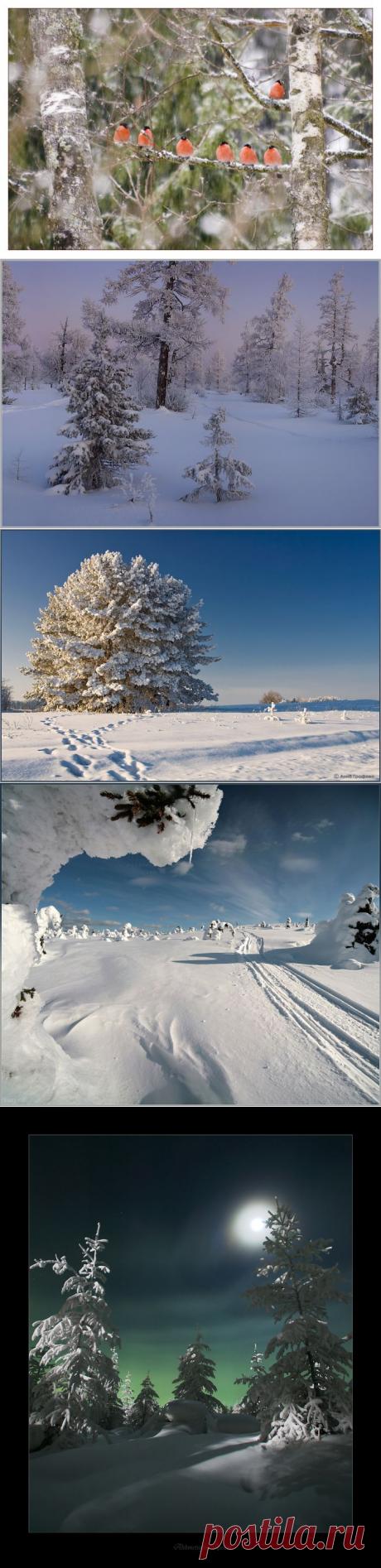 Зимнее настроение (стихи и фото). 

Художник

Художник картину
Всю ночь рисовал,
Трудился на совесть,
Покоя не знал.
И вот на окошках
Уже забелели
Высокие сосны,
Пушистые ели.
Потом мы увидели
Там небосвод,
Где звёзды весёлый
Вели хоровод,
Снежинки порхали
Одна за другой -
Так окна мороз
Разукрасил зимой.

Аркадий Мельников