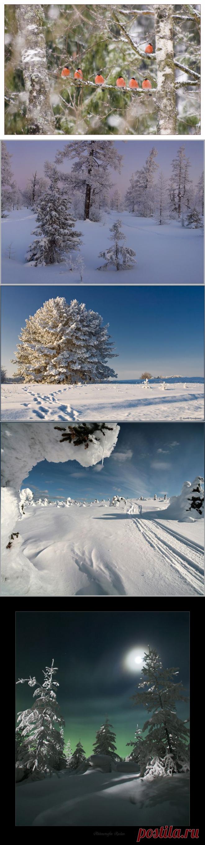 Зимнее настроение (стихи и фото). 

Художник

Художник картину
Всю ночь рисовал,
Трудился на совесть,
Покоя не знал.
И вот на окошках
Уже забелели
Высокие сосны,
Пушистые ели.
Потом мы увидели
Там небосвод,
Где звёзды весёлый
Вели хоровод,
Снежинки порхали
Одна за другой -
Так окна мороз
Разукрасил зимой.

Аркадий Мельников