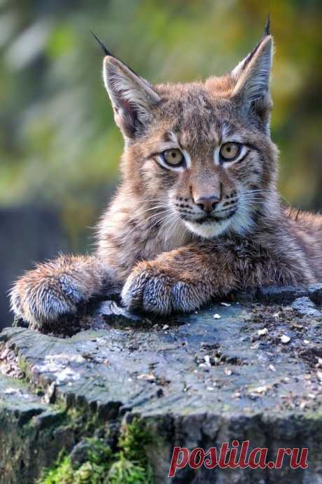 Животные — это ажиотаж — Animalarehype: Lynx от luvi на Flickr.
