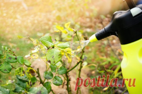 5+ частых болезней цветника осенью и как с ними бороться — Ботаничка