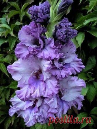 Пошаговая инструкция по выращиванию гладиолусов

 Специально для начинающих и уже опытных цветоводов. 
Это практически пошаговая инструкция к выращиванию гладиолусов. Выполняя предложенные приёмы, вы гарантировано сможете получить великолепные цветы гладиолусов!

✿ Место посадки: 
Солнечное, защищённое от холодных северных ветров. Не следует использовать для посадки сырые участки в пониженных рельефах с высоким стоянием грунтовых вод.

✿ Почва:
структурная со слабокислой р...