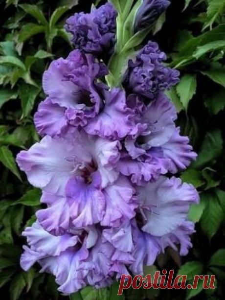 Пошаговая инструкция по выращиванию гладиолусов

 Специально для начинающих и уже опытных цветоводов. 
Это практически пошаговая инструкция к выращиванию гладиолусов. Выполняя предложенные приёмы, вы гарантировано сможете получить великолепные цветы гладиолусов!

✿ Место посадки: 
Солнечное, защищённое от холодных северных ветров. Не следует использовать для посадки сырые участки в пониженных рельефах с высоким стоянием грунтовых вод.

✿ Почва:
структурная со слабокислой р...