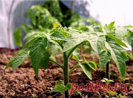 Посев томатов на рассаду | Дачный участок