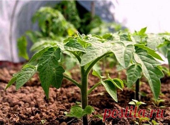 Посев томатов на рассаду | Дачный участок