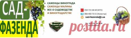 ОИДИУМ - ГРИБКОВОЕ ЗАБОЛЕВАНИЕ ВИНОГРАДА | Sad-fazenda.com.ua