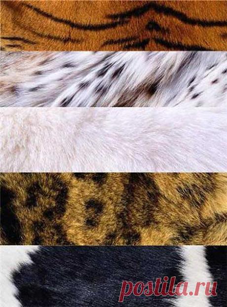 Скачать Фоны для фотошопа - Меховые