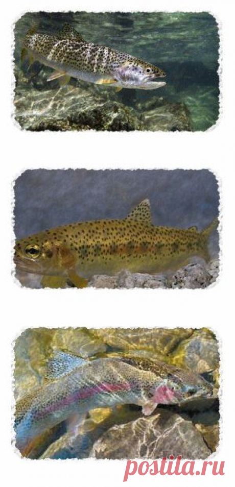 Ловля форели. Воспоминания из детства… | SilverPike.ru