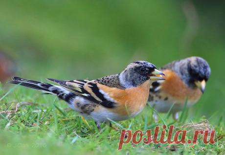 Hoverfly - Sphaerophoria sp. - S.interrupta (F) ? - Clickasnap - The world's largest, free to use, paid per view, image sharing platform