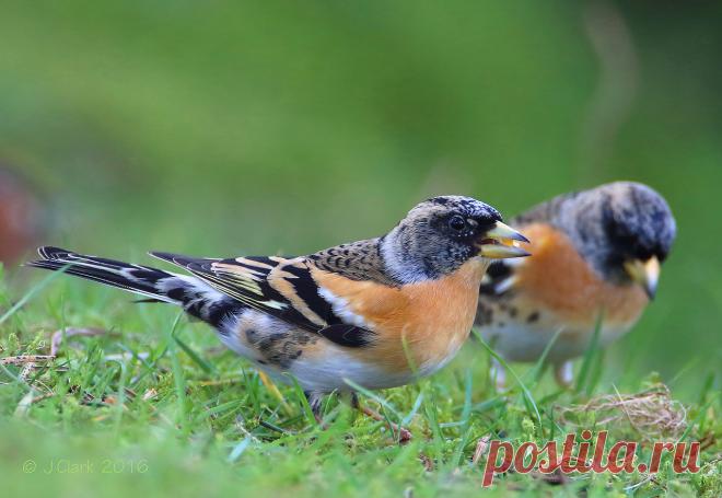 Hoverfly - Sphaerophoria sp. - S.interrupta (F) ? - Clickasnap - The world's largest, free to use, paid per view, image sharing platform