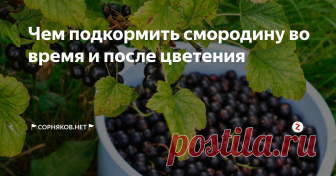 Чем подкормить смородину во время и после цветения Смородина является растением, обладающим уникальным витаминным составом. Ягоды можно применять в лечении авитаминоза и простудных болезней. Листья и стебли могут использоваться в качестве жаропонижающего средства. Также их кладут в кулинарии, когда консервируют. Поэтому смородина растет на всех дачных участках и агрохозяйствах.
Растение является достаточно неприхотливым. Многих садоводов интересуе