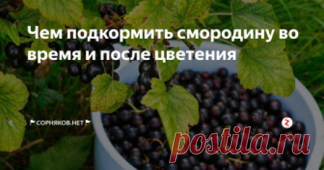Чем подкормить смородину во время и после цветения Смородина является растением, обладающим уникальным витаминным составом. Ягоды можно применять в лечении авитаминоза и простудных болезней. Листья и стебли могут использоваться в качестве жаропонижающего средства. Также их кладут в кулинарии, когда консервируют. Поэтому смородина растет на всех дачных участках и агрохозяйствах.
Растение является достаточно неприхотливым. Многих садоводов интересуе