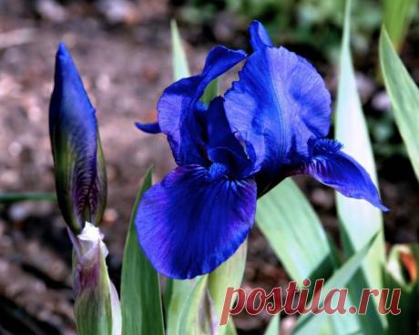 Прекрасные ирисы..