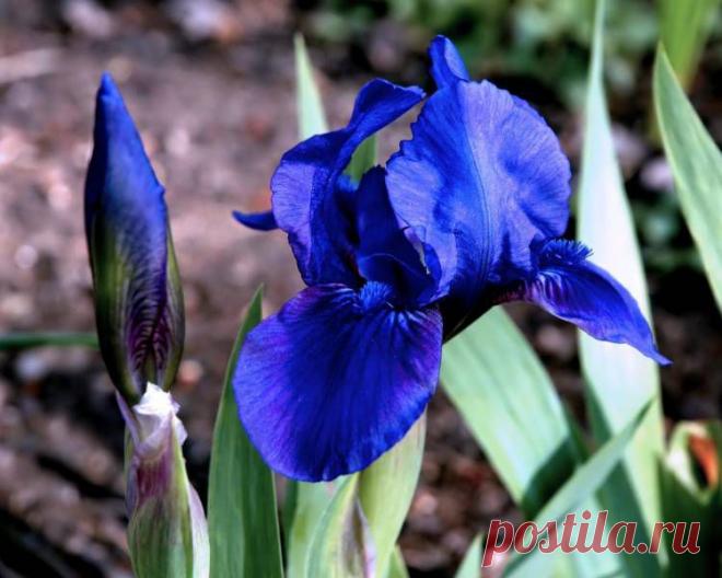 Прекрасные ирисы..