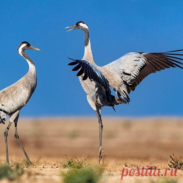 Common Crane, Courtship 
#your_best_birds #nuts_about_birds #bestbirdshots #bird_brilliance #wildplanet #feather_perfection #bbcearth #earthpix #natgeoyourshot #birds_captures  #nature_worldwide_birds #ip_birds  #naturesbestphotomagazine
#birds_nature #planetbirds #marvelshots #birdfreaks #best_bird_planet
#birds_private #wildplanetphotomag #best_birds_of_world
.#peacocks #ninja #bestbirdshots #bb_of_ig #natgeowild #saveus #sanctuaryasia #nuts_about_birds #birds #birdsofinstagram #bbcwild