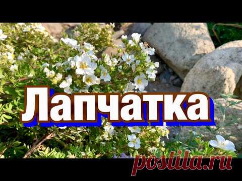 Лапчатка кустарниковая. Посадка, уход, обрезка, размножение.