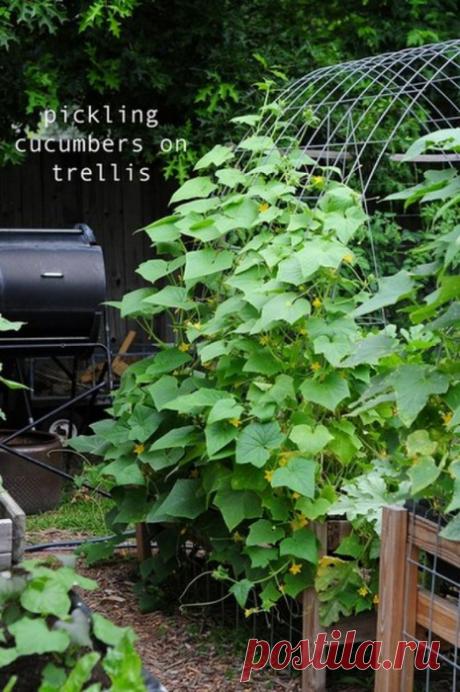 Арочное выращивание огурцов