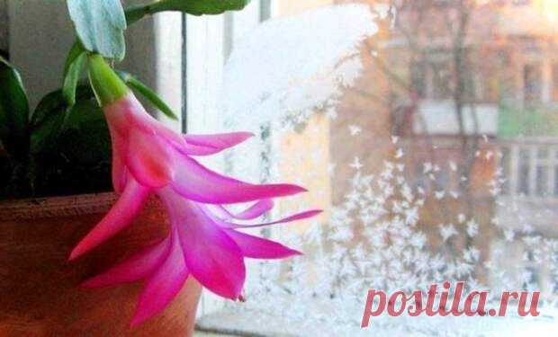 Секреты обильного цветения декабриста - С нами не соскучишься!
                                             - 1 ноября
                                             - 43186740426 - Медиаплатформа МирТесен Вот и закончилось теплое время года, а вместе с ним закончилось и цветение, в том числе и домашних комнатных растений. Однако, если у вас есть шлюмбергера, или декабрист, как его чаще всего называют, то вы еще не раз насладитесь яркими цветами на своем подоконнике, ведь цв...