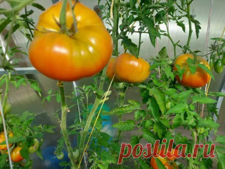 Томаты уродятся как никогда до этого: создайте мощное удобрение из обычного кухонного ингредиента. Мечтаете о грядках, усыпанных яркими томатами? Простой продукт, который есть в каждом доме, станет ключом к невероятному урожаю!  